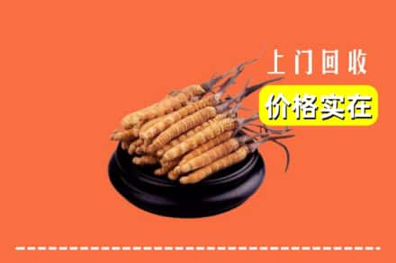 运城市万荣回收冬虫夏草